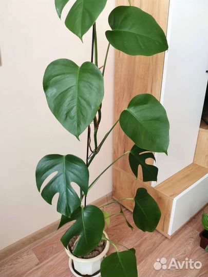 Монстера мини