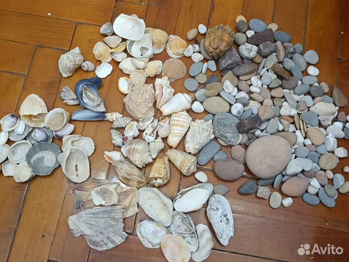 Морские ракушки пакетом