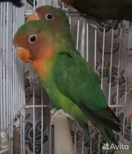 Неразлучники с клеткой и приданым