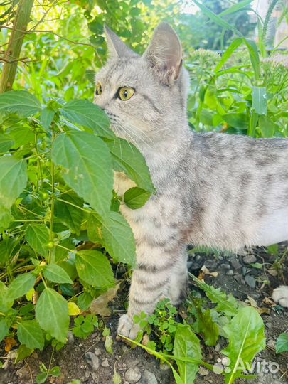 Кошечка в добрые руки