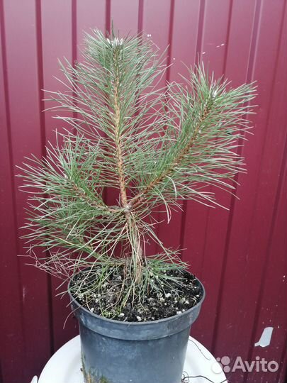 Хвойные и декоративные растения