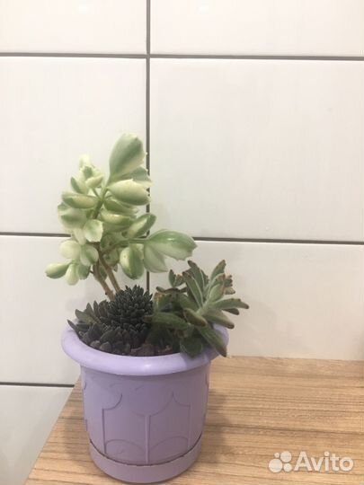 Мини садики из растений