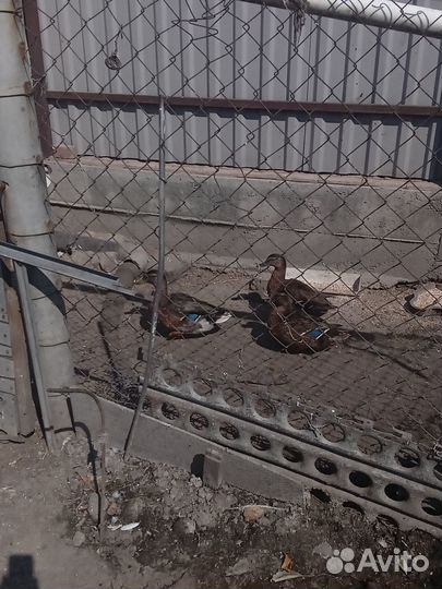 Утки подсадные для охоты