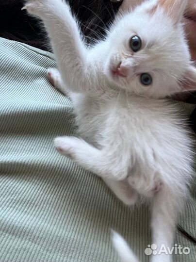 Котенок мальчик белый