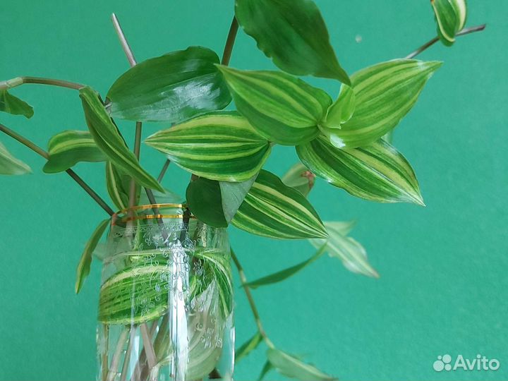 Черенки традесканции Yellow Hill