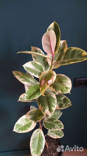 Фикус эластика Тинеке