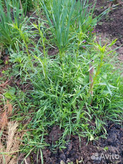 Эстрагон (тархун), мята, хрен