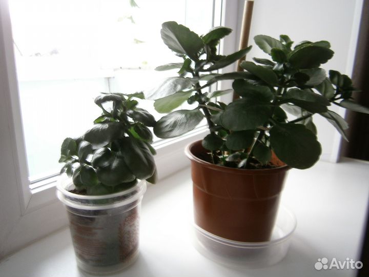 Коланхоэ цветущий