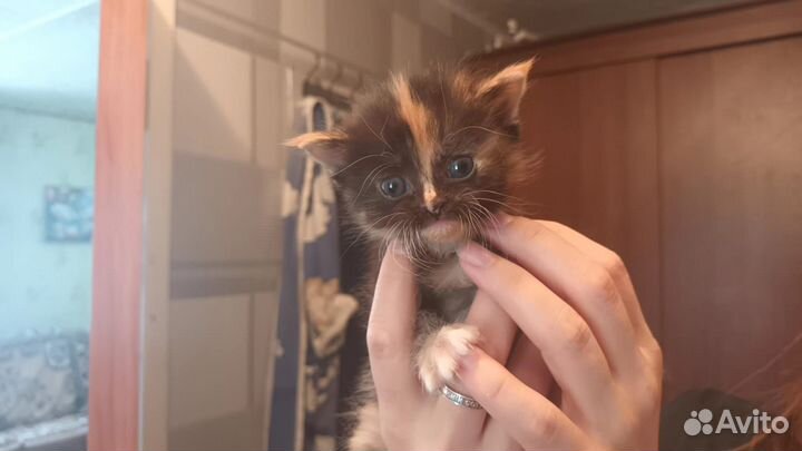 Британские котята