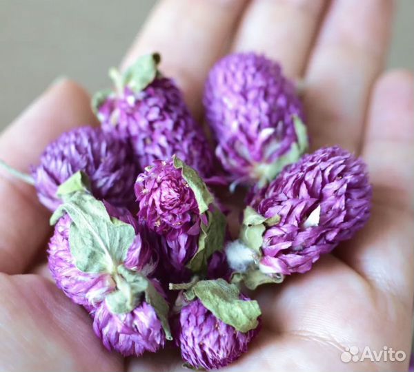 Гомфрена сухоцвет