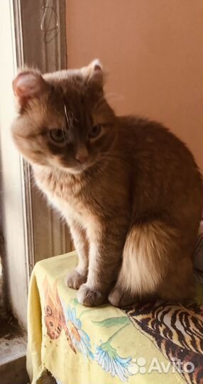 Чудо котик в добрые руки