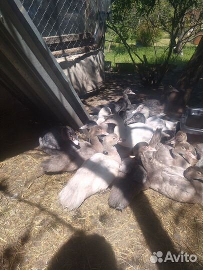 Мускусные утки (индоутки) редкого окраса