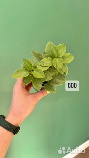 Растения комнатные