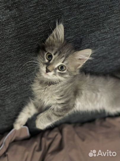 Котенок девочка в добрые руки