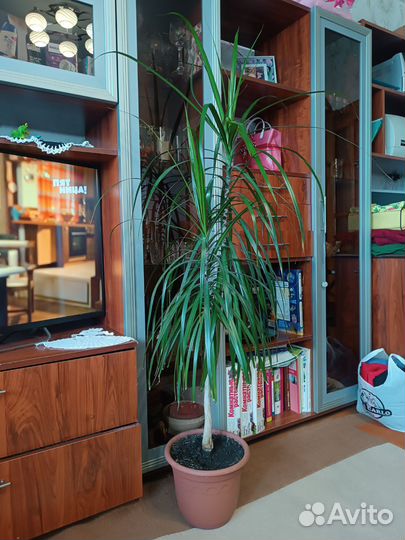 Пальма драцена