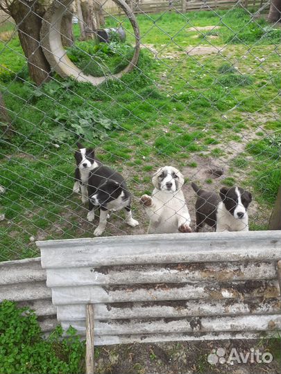 Продажа щенков алабая