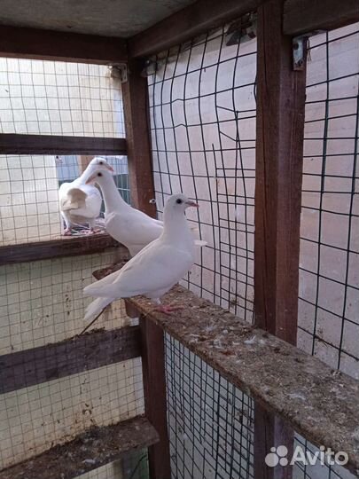 Чехи молодые