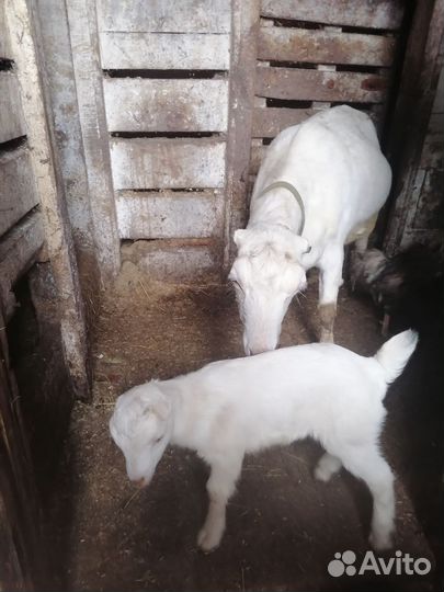 Коза дойная