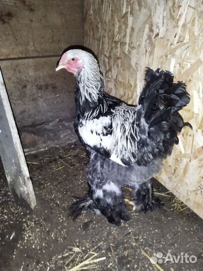 Продам кур и петухов