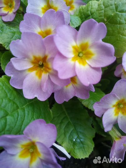 Примулы садовые многолетние первоцветы