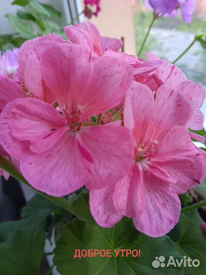 Герань пеларгония