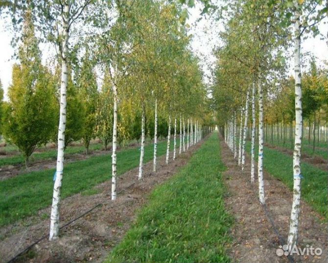 Саженцы липы,березы