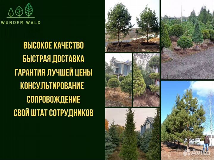 Ель крупномер 5.8 m