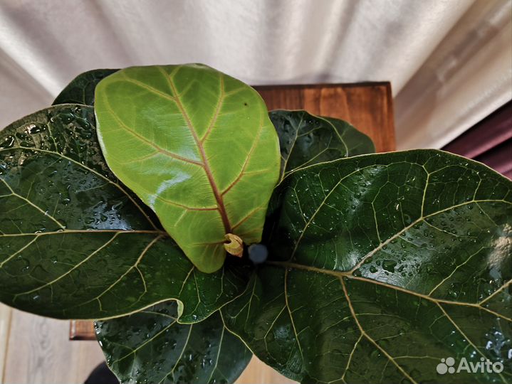 Фикус Лирато Бомбино