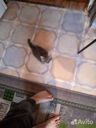 Отдам котенка в добрые руки