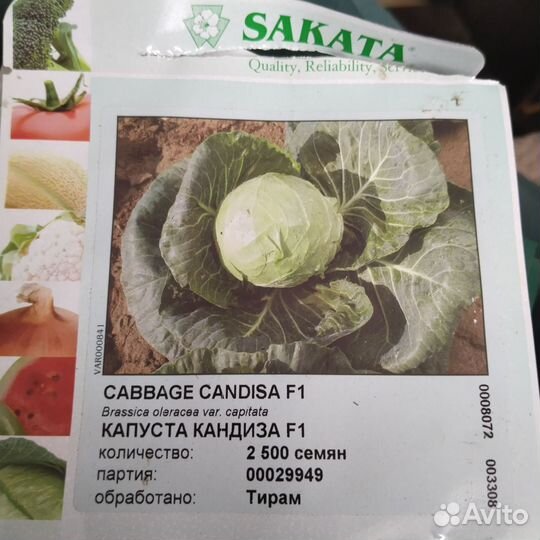 Рассада капусты