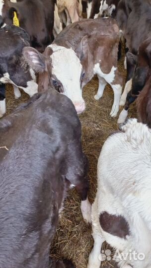 Бычки и телята