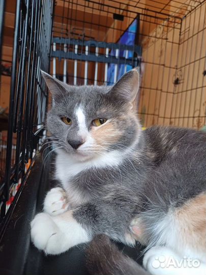 Кошка в дар бесплатно