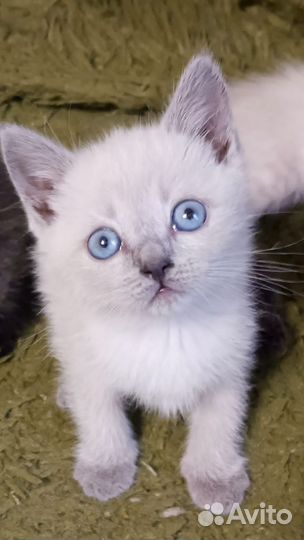 Отдам в добрые руки котят
