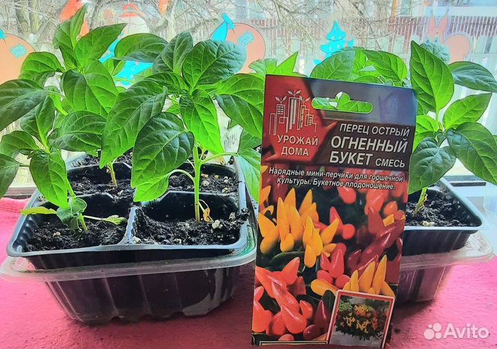 Рассада помидор и перцев горшечных