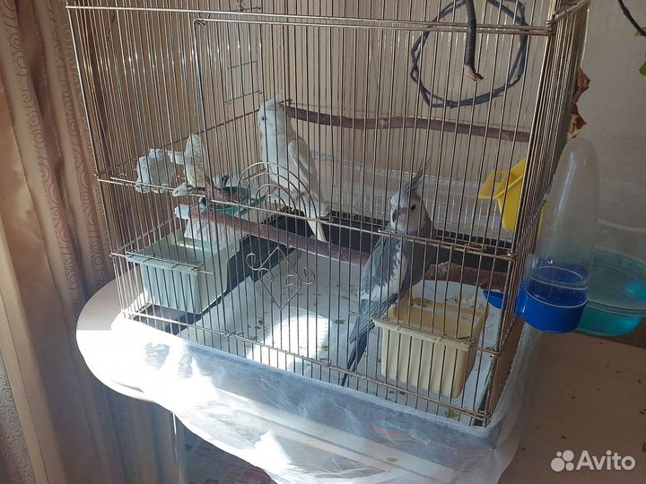 Попугай корелла