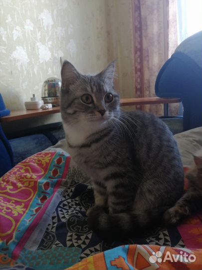 Кошка в дар бесплатно