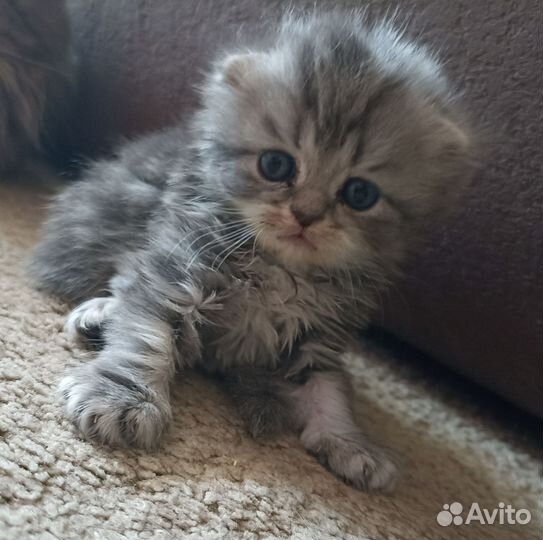 Шотландские котята