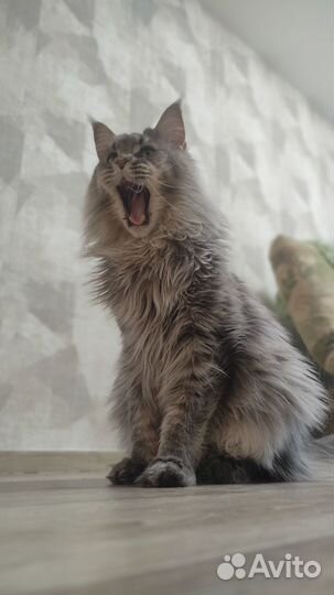 Кот Мейн-кун