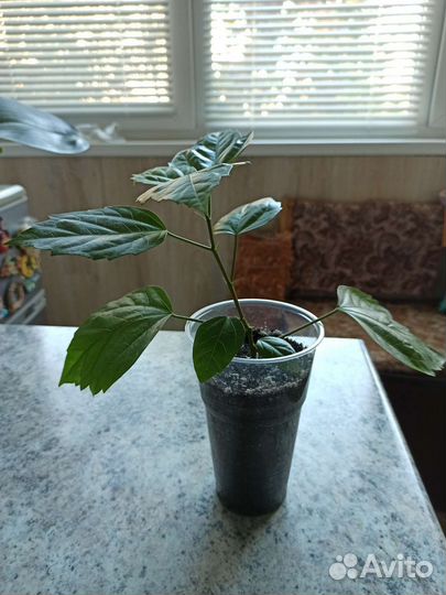 Гибискус китайская роза