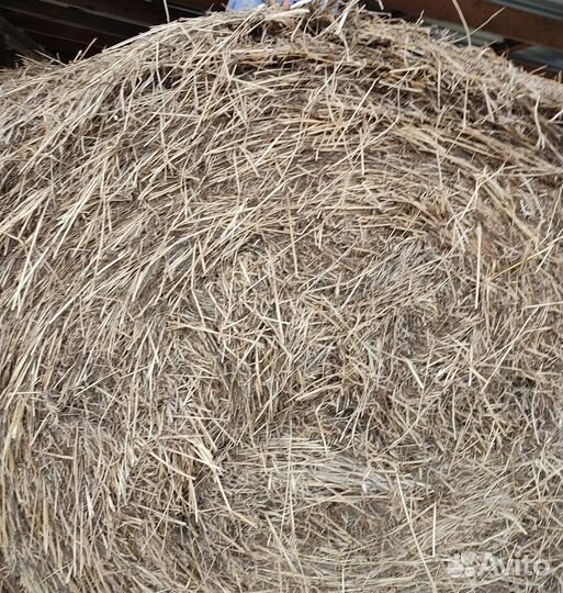 Продам сено в рулонах