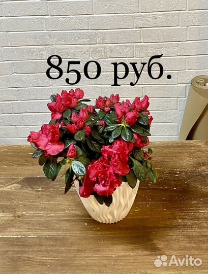 Азалия, орхидея, бегония, калла.Комнатные растения
