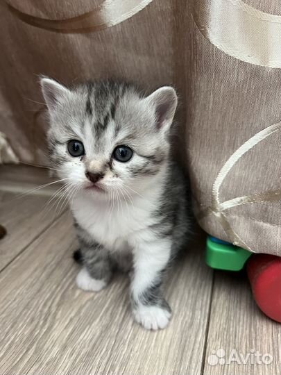 Котята в добрые руки даром бесплатно