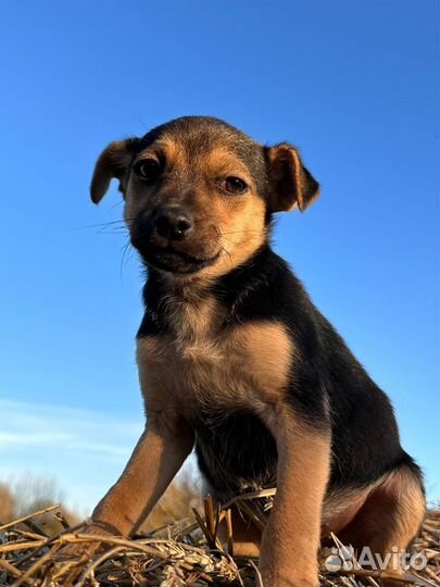 Щенок в добрые руки