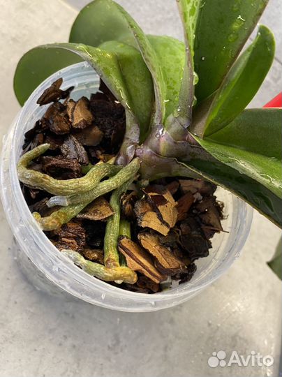 Орхидея фаленопсис Полька Дотс