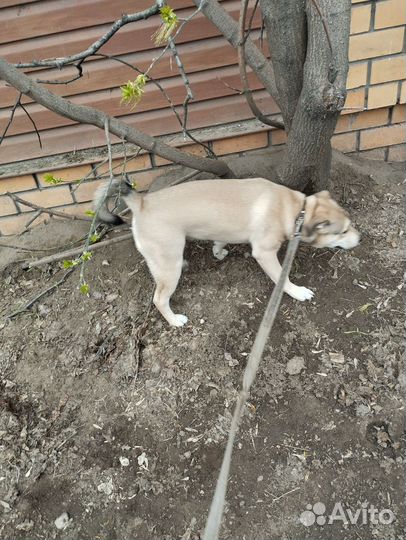 Собака в хорошие руки