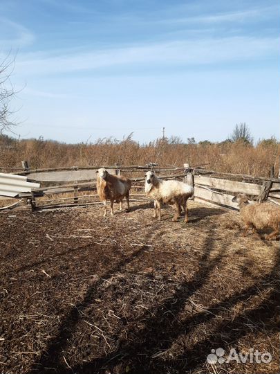 Курдючные бараны