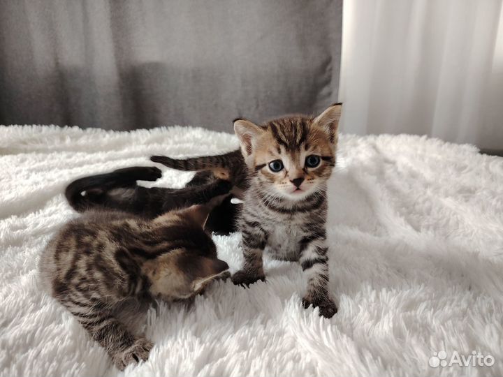 Котята в добрые руки бесплатно