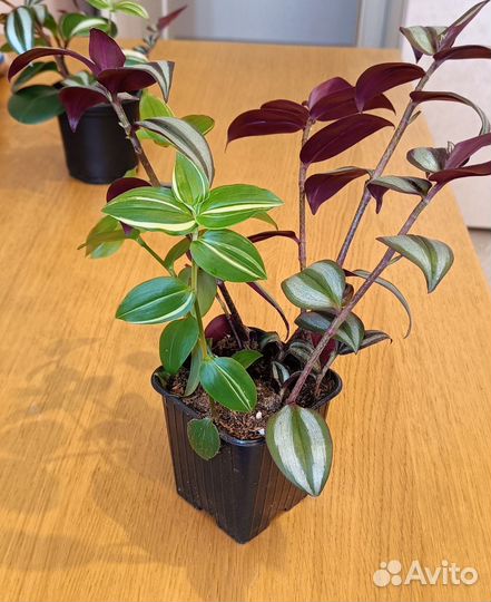 Традесканция