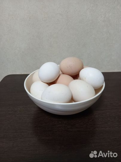 Домашние куриные яйца оптом