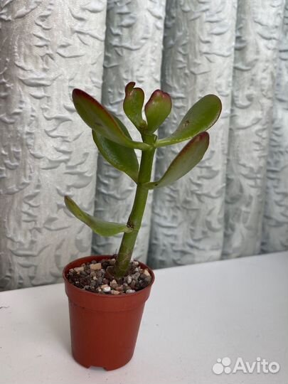 Крассула толстянка 2